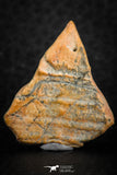 07299 - Beautiful 1.10 Inch Calceola sandalina Middle Devonian Horn Coral