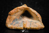 07299 - Beautiful 1.10 Inch Calceola sandalina Middle Devonian Horn Coral