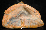 07299 - Beautiful 1.10 Inch Calceola sandalina Middle Devonian Horn Coral