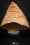 07300 - Great 1.41 Inch Calceola sandalina Middle Devonian Horn Coral