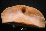 07300 - Great 1.41 Inch Calceola sandalina Middle Devonian Horn Coral