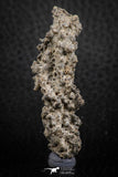 07303 -  Top Rare 2.02 Inch Fulgurite ("Petrified lightning") Collected in Algeria
