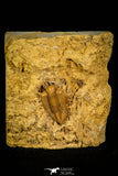 30445 - Top Rare 0.64 Inch Frencrinuroides capitonis Middle Ordovician Trilobite - Oklahoma USA