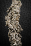07303 -  Top Rare 2.02 Inch Fulgurite ("Petrified lightning") Collected in Algeria