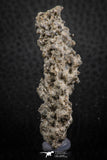 07303 -  Top Rare 2.02 Inch Fulgurite ("Petrified lightning") Collected in Algeria
