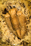 30445 - Top Rare 0.64 Inch Frencrinuroides capitonis Middle Ordovician Trilobite - Oklahoma USA