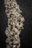 07303 -  Top Rare 2.02 Inch Fulgurite ("Petrified lightning") Collected in Algeria
