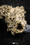 07303 -  Top Rare 2.02 Inch Fulgurite ("Petrified lightning") Collected in Algeria
