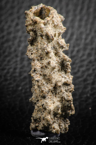 07304 -  Top Rare 1.81 Inch Fulgurite ("Petrified lightning") Collected in Algeria