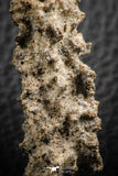 07304 -  Top Rare 1.81 Inch Fulgurite ("Petrified lightning") Collected in Algeria