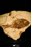 30447 - Top Beautiful 1.86 Inch Serranus sp Oligocene Fossil Fish - Poland