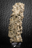 07304 -  Top Rare 1.81 Inch Fulgurite ("Petrified lightning") Collected in Algeria