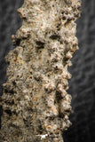 07304 -  Top Rare 1.81 Inch Fulgurite ("Petrified lightning") Collected in Algeria