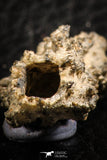 07304 -  Top Rare 1.81 Inch Fulgurite ("Petrified lightning") Collected in Algeria