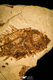 30447 - Top Beautiful 1.86 Inch Serranus sp Oligocene Fossil Fish - Poland
