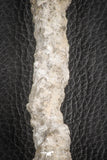 07305 -  Top Rare 5.26 Inch Fulgurite ("Petrified lightning") Collected in Algeria
