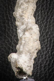07305 -  Top Rare 5.26 Inch Fulgurite ("Petrified lightning") Collected in Algeria