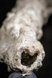 07305 -  Top Rare 5.26 Inch Fulgurite ("Petrified lightning") Collected in Algeria