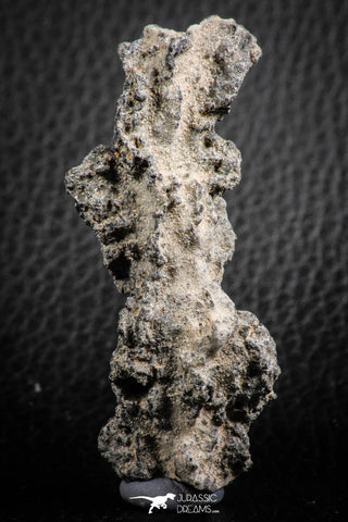 07306 -  Top Rare 2.67 Inch Fulgurite ("Petrified lightning") Collected in Algeria