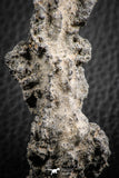 07306 -  Top Rare 2.67 Inch Fulgurite ("Petrified lightning") Collected in Algeria