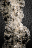 07306 -  Top Rare 2.67 Inch Fulgurite ("Petrified lightning") Collected in Algeria