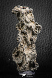 07306 -  Top Rare 2.67 Inch Fulgurite ("Petrified lightning") Collected in Algeria