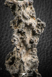 07306 -  Top Rare 2.67 Inch Fulgurite ("Petrified lightning") Collected in Algeria