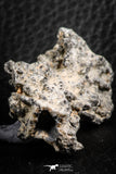 07306 -  Top Rare 2.67 Inch Fulgurite ("Petrified lightning") Collected in Algeria