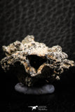 07306 -  Top Rare 2.67 Inch Fulgurite ("Petrified lightning") Collected in Algeria