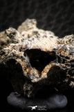 07306 -  Top Rare 2.67 Inch Fulgurite ("Petrified lightning") Collected in Algeria