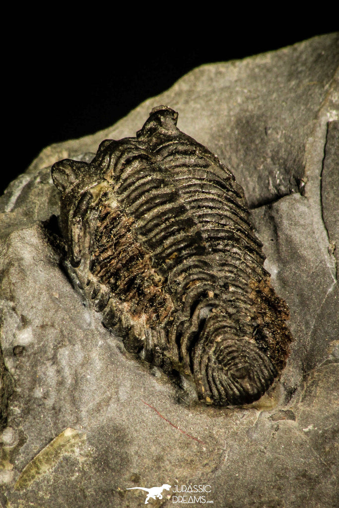 30453 - Well Preserved 0.69 Inch Pseudocybele lemurei Ordovician Trilobite - Utah, USA