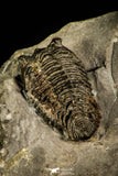 30453 - Well Preserved 0.69 Inch Pseudocybele lemurei Ordovician Trilobite - Utah, USA