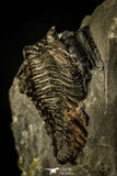 30453 - Well Preserved 0.69 Inch Pseudocybele lemurei Ordovician Trilobite - Utah, USA