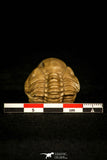 30454 - Top Beautiful Rolled 1.08 Inch Reedops deckri Lower Devonian Trilobite - Oklahoma, USA