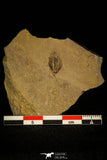 30456 - Rare 0.40 Inch Amecephalus cf. packi Middle Cambrian Trilobite - Nevada, USA