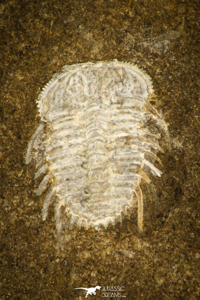 30457 - Top Beautiful 0.40 Inch Diacanthaspis (Acanthalomina) minuta Silurian Trilobite - Czech Republic