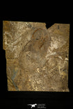 30458 - Unique Museum Grade 1.76 Inch Olenellus sp Lower Cambrian Trilobite - Canada