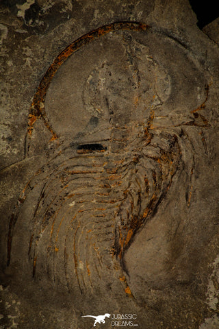 30458 - Unique Museum Grade 1.76 Inch Olenellus sp Lower Cambrian Trilobite - Canada