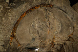 30458 - Unique Museum Grade 1.76 Inch Olenellus sp Lower Cambrian Trilobite - Canada