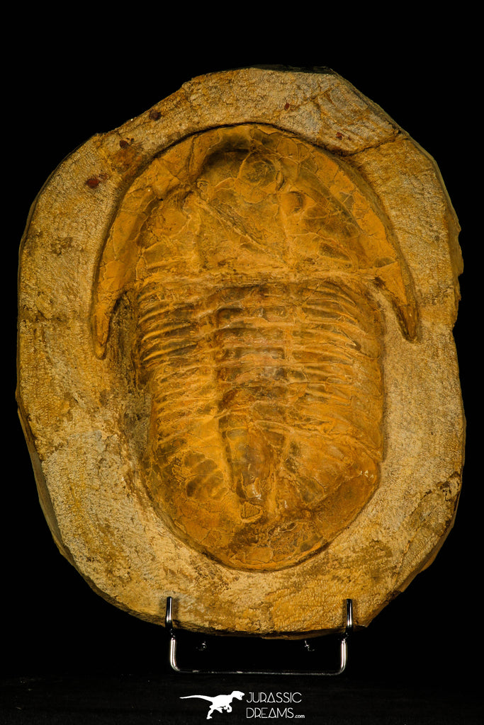 30462 - Huge 9.25 Inch Asaphid Trilobite in Concretion Ordovician Morocco