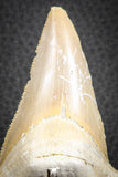 07324 - Top Huge OTODUS OBLIQUUS (mackerel shark) Tooth Paleocene
