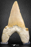 07324 - Top Huge OTODUS OBLIQUUS (mackerel shark) Tooth Paleocene