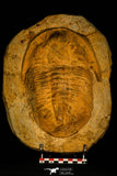 30462 - Huge 9.25 Inch Asaphid Trilobite in Concretion Ordovician Morocco