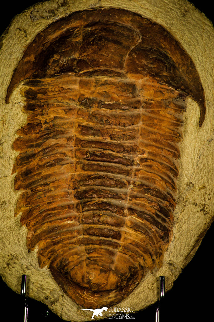 30463 - Top Rare Huge 8.27 Inch Comanchia sp Ordovician Zagora Morocco