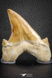 07325 - Top Huge OTODUS OBLIQUUS (mackerel shark) Tooth Paleocene