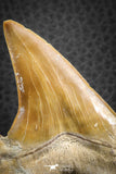07325 - Top Huge OTODUS OBLIQUUS (mackerel shark) Tooth Paleocene