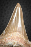 07326 - Top Huge OTODUS OBLIQUUS (mackerel shark) Tooth Paleocene