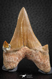 07326 - Top Huge OTODUS OBLIQUUS (mackerel shark) Tooth Paleocene