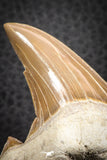07328 - Top Huge OTODUS OBLIQUUS (mackerel shark) Tooth Paleocene