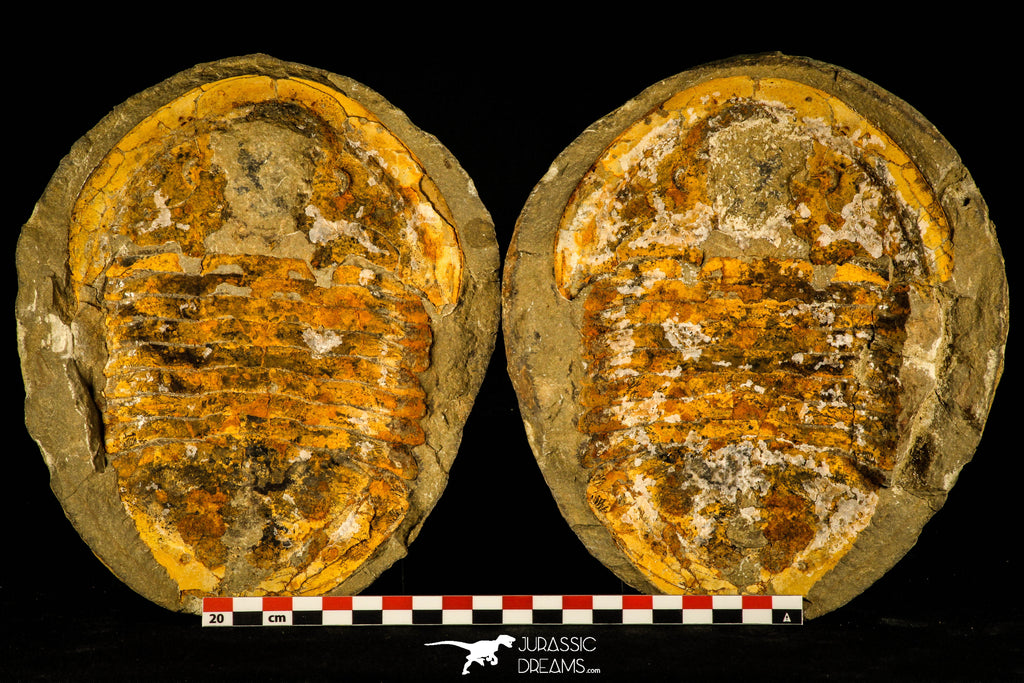 30465 - Huge 7.09 Inch Asaphid Trilobite in Concretion - Pos/Neg Ordovician